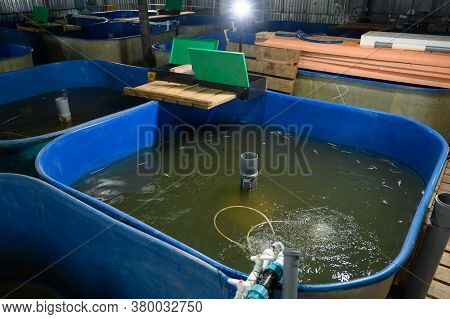Fish Farm For Breeding Sturgeon.pool For Breeding Sturgeon Fish.