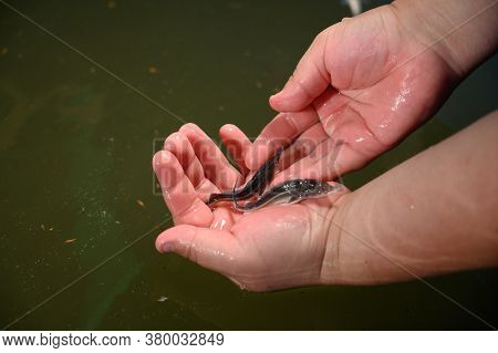 Sturgeon Fry.fish Farm For Breeding Sturgeon.