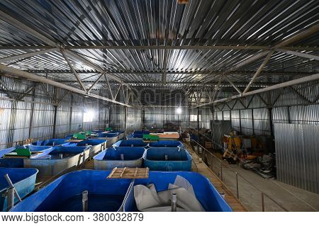 Fish Farm For Breeding Sturgeon.pool For Breeding Sturgeon Fish.