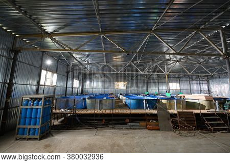 Fish Farm For Breeding Sturgeon.pool For Breeding Sturgeon Fish.