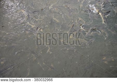 Group Of Sturgeon Fish In The Farm.fish Farm For Breeding Sturgeon.