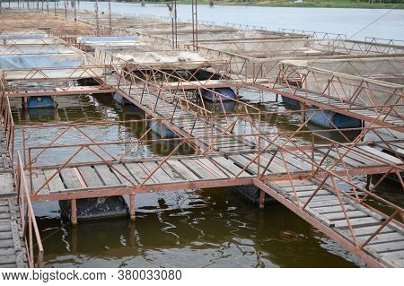Fish Farm For Breeding Sturgeon. Outdoors Farm For Industrial Breeding Sturgeon Fish