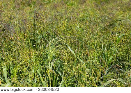 Close Up Of Little Millet Stalk With Grains. Millet Is Used As Food, Fodder And For Producing Alcoho