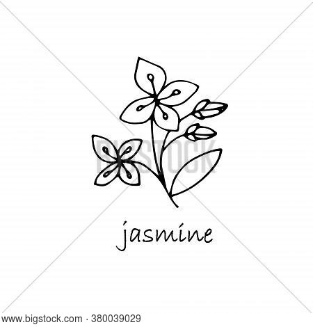 Jasmine Plant Sketch. Hand Drawn Ink Art Design Object Isolated Stock Vector Illustration For Web, F