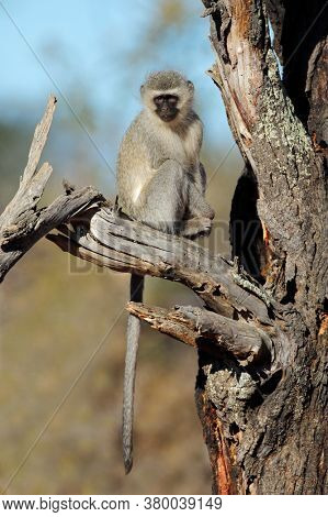 A vervet monkey (Cercopithecus aethiops) sitting in a tree, South Africa