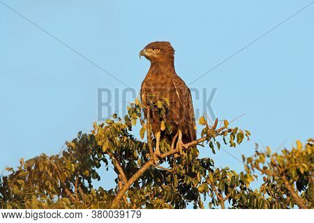A brown snake eagle (Circaetus cinereus) perched on a tree, Kruger National Park, South Africa