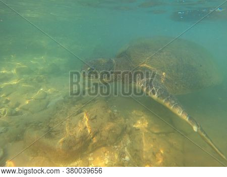 Sea Olive Turtle (lepidochelys Olivacea) Underwater. Sri Lanka