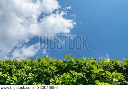 Hedge Against The Sky. Geen Grass, Hedge And Amazing Sky. Copy-space.
