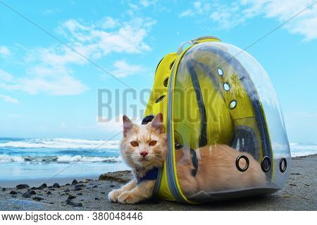 Angora Cat Sitting On The Beach With Backpack, Pet Traveling Concept.