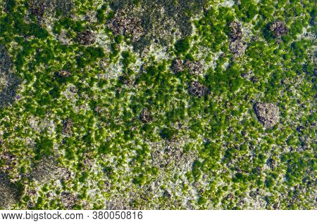 Geger Beach, Indonesia. Green Seaweed Rocks Under Sea Water. Aerial View.