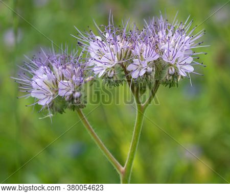 Close Up Image Of Lacy Phacelia (phacelia Tanacetifolia) On A Meadow