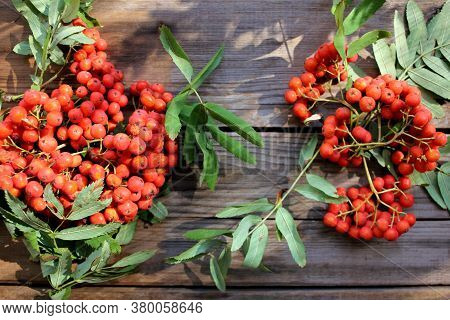 Red Rowan Berries On A Branch On Wooden Table Background. Autumn Composition. Top View, Copy Space. 