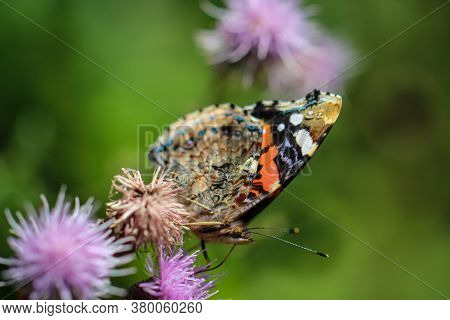 Portrait, A Close Up Of An Admiral, Butterfly On A Plant.