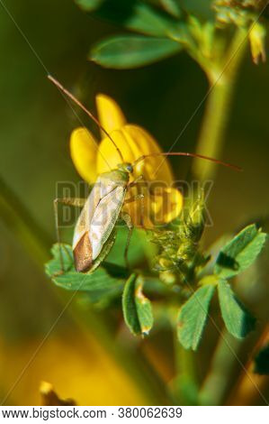 Macro Shot Of Common Damsel Bug On The Flower. Nabis Rugosus