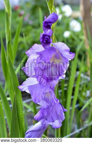 Purple Beautiful Flowers Of The Gladiolus Species (gladiolus)
