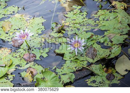 Purple Macro Water Lily In The Pool.