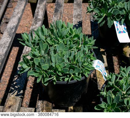 Sedum Pure Joy Stonecrop Plant In Plastic Pot For Sale In The Homeleigh Nursery Garden Center, Credi
