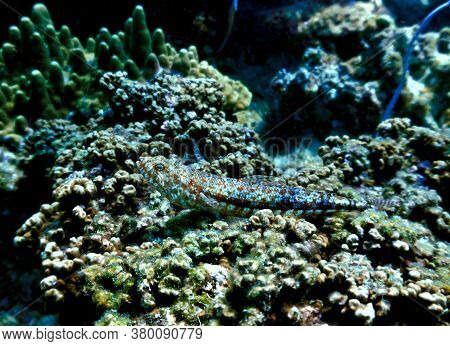 Underwater Photo Of A Lizard Fish At The Coral Reef. From A Scuba Dive In Thailand.