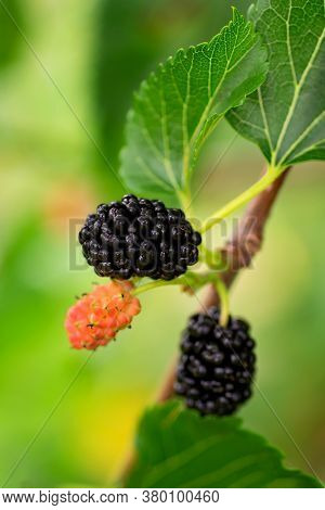 Close-up Of Mulberry Or Morus Berries Growing On A Tree. Red Mulberry On A Tree Branch In The Garden