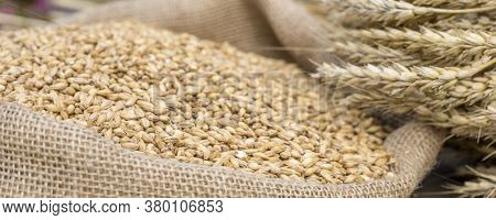 Banner Close-up Of Light Beer Malt With Ears Of Wheat. Brewing.
