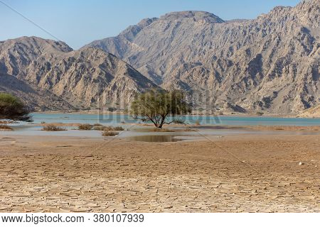 A Lone Green Tree In A Flooded Wadi Or Lake In The United Arab Emirates (uae) Aafter A Flood And Sto