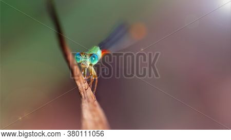 microscopic damselfly resting on a branch, this gracious insect like the dragonfly is an Odonata. he has big colorful faceted eyes and a long tail. macro photography of the bug\'s life, Thailand
