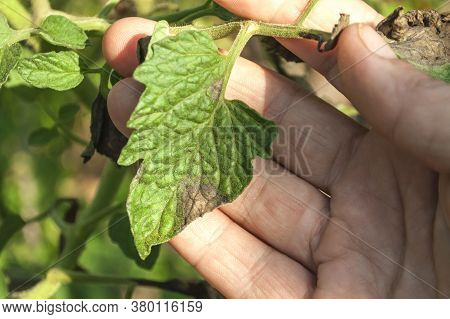 Tomato Diseases: Late Blight. The Leaves Of The Plant Are Affected By Late Blight. The Photo Shows P