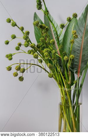 Green Strelitzia Leaves And European Bur Reed Or Sparganium Emersum In Glass Vase On Gray Background