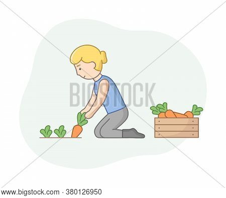Linear Cartoon Farmer Gathering Ripe Carrot From Ground And Putting It In Wooden Box. Female Charact