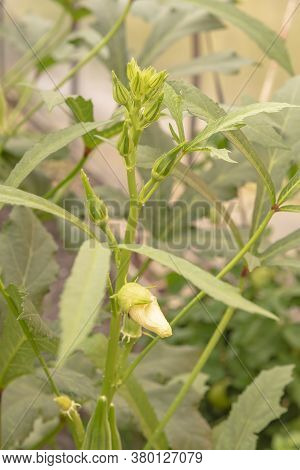 Fruit Of A Tropical Plant, Abelmoschus Esculentus, In A Greenhouse.