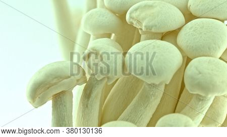 Bunapi shimeji. Mushrooms for gourmets. Asian food on white background.