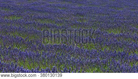 Lavender field in Provence in France. The frane is filled with lavender plants moved in the wind. Purple and green backfround of rural scene with lavender flowers.