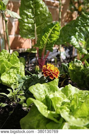 A Marigold Flower In A Vegetable Garden With Silverbeet And Lettuces To Keep The Bugs Away Organic S