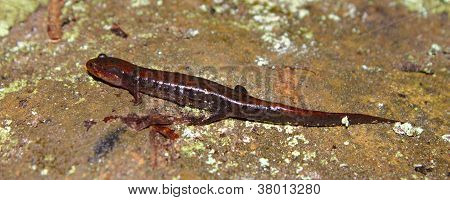 Fehérfarcsíkú szalamandra (Desmognathus conanti)