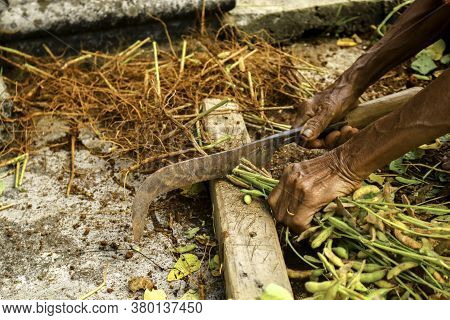 Female Gardener Harvesting Peanuts In Home Garden By Cutting The Root Up By Sickle, Peanut Beans Exc