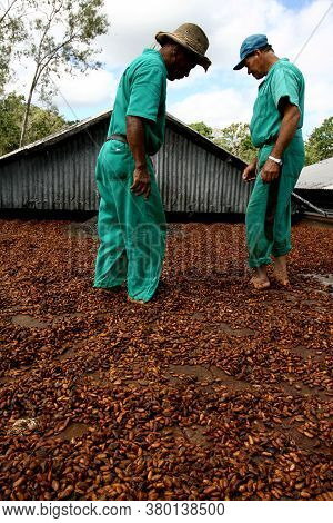 Ilheus, Bahia / Brazil - July 7, 2011: Employee Of A Cocoa Plantation Farm Are Seen On A Barge To Dr