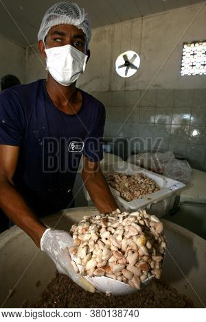 Ilheus, Bahia / Brazil - July 7, 2011: Employees Of A Cocoa Plantation Farm Are Processing Almonds F