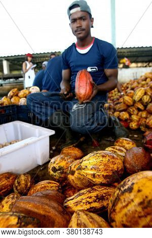 Ilheus, Bahia / Brazil - July 7, 2011: Employees Of A Cocoa Plantation Farm Are Seen Breaking The Fr
