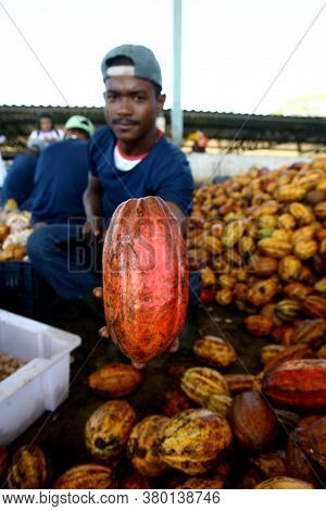 Ilheus, Bahia / Brazil - July 7, 2011: Employees Of A Cocoa Plantation Farm Are Seen Breaking The Fr