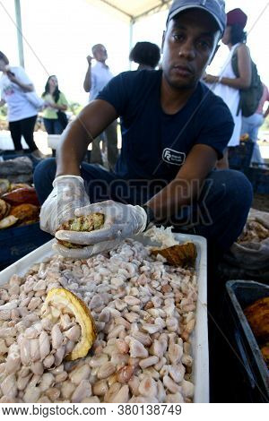 Ilheus, Bahia / Brazil - July 7, 2011: Employees Of A Cocoa Plantation Farm Are Seen Breaking The Fr