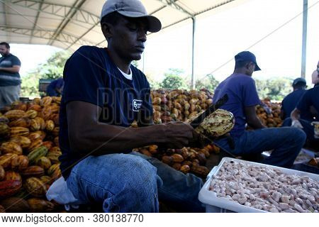 Ilheus, Bahia / Brazil - July 7, 2011: Employees Of A Cocoa Plantation Farm Are Seen Breaking The Fr