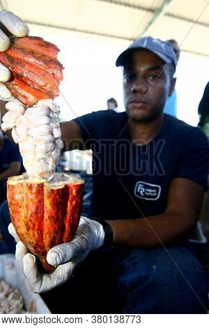 Ilheus, Bahia / Brazil - July 7, 2011: Employees Of A Cocoa Plantation Farm Are Seen Breaking The Fr