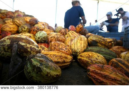 Ilheus, Bahia / Brazil - July 7, 2011: Employees Of A Cocoa Plantation Farm Are Seen Breaking The Fr