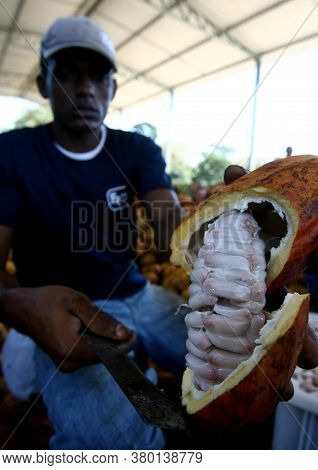 Ilheus, Bahia / Brazil - July 7, 2011: Employees Of A Cocoa Plantation Farm Are Seen Breaking The Fr