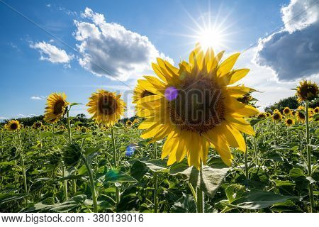 Sunflower Field In Summer With Intentional Sunflare On A Sunny Day