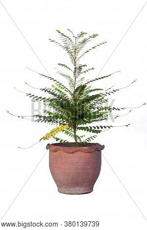 Phyllanthus Pulcher Wall Flower And Leaf Is Thai Herb In Brown Pot On White Background.