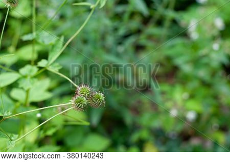 Close-up Of The Seeds Of A Wood Avens Or Colewort In A Garden