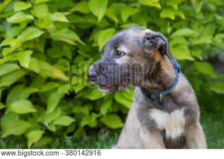 A Beautiful Two-month-old Beige Grey Irish Wolfhound In Head In A Garden.irish Wolfhound Puppy Resti