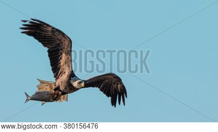 Eagle Flying With Fish In Its Claws, Alcon Hunting Fish