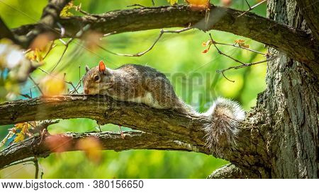 Squirrel Holding On A Tree, White Squirrel On A Tree, Squirrel With Walnut